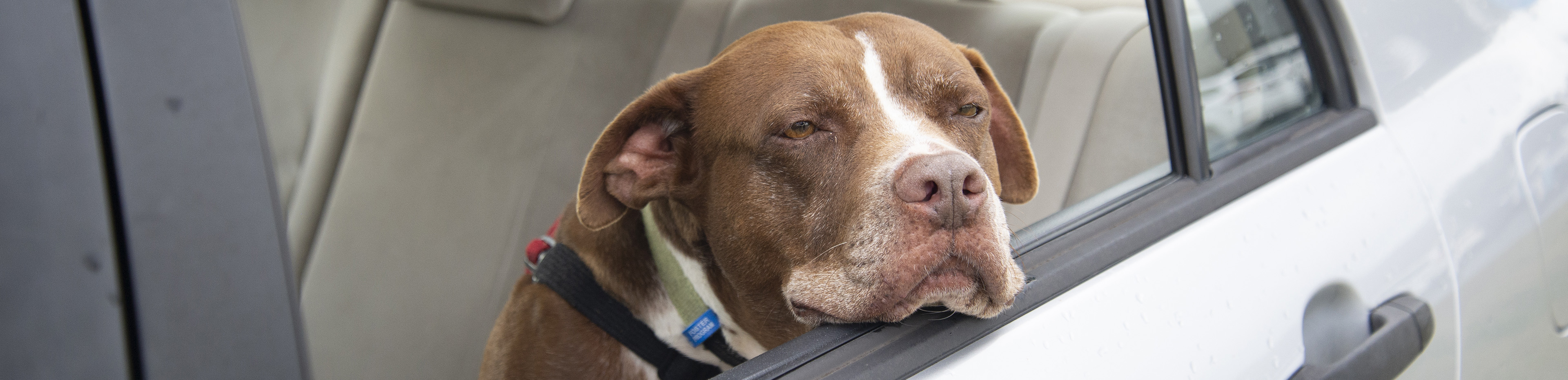 sad dog looking out of window of car